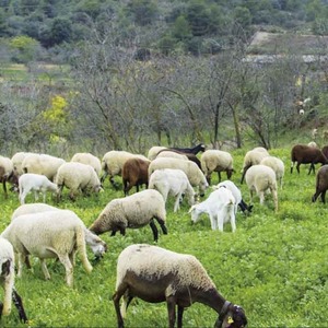 Areas of Agricultural Regeneration