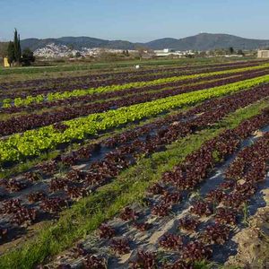 Areas of High Agricultural Value