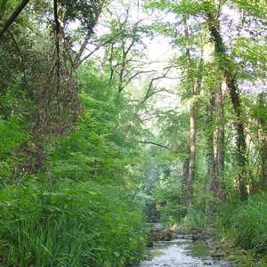 Ecological Connectors